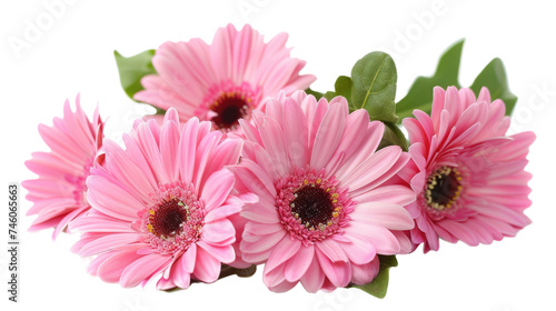 blooming beautiful pink flower gerbera isolated on transparent background photo