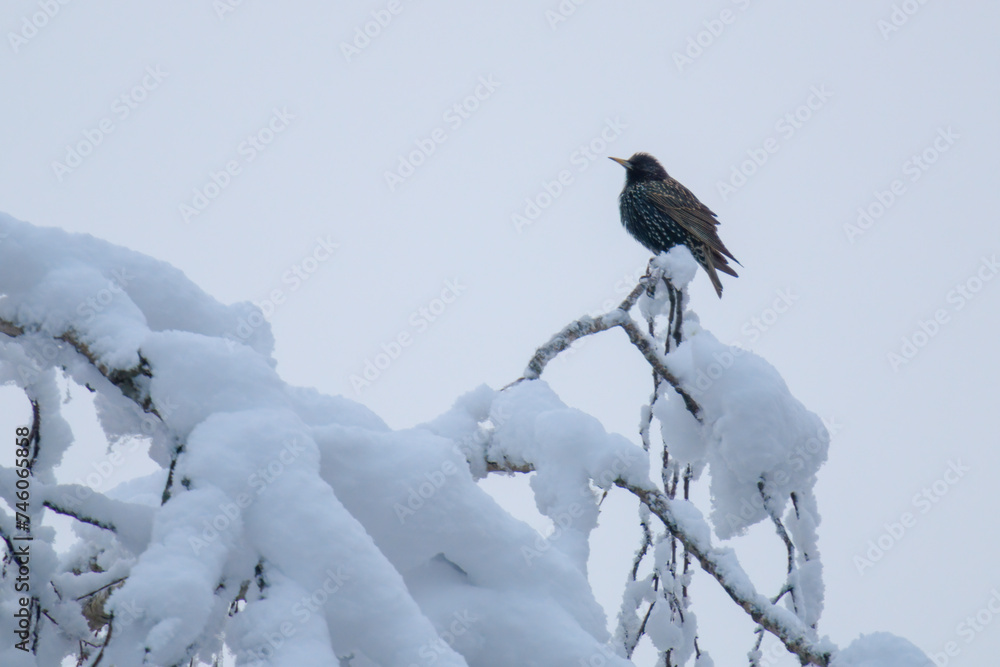 Fototapeta premium a starling, sturnus vulgaris, perched on a tree at a winter morning with fresh snow