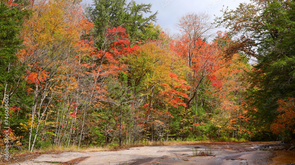 Naklejka premium autumn in the park