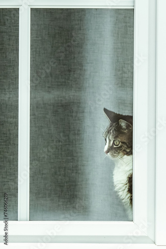 Eine Katze schaut aus dem Fenster. photo