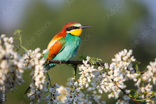 bee-eater colorful bird on a flowering branch