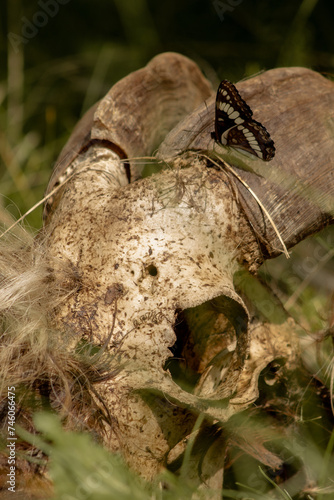 Black Lorquin s Admiral  Limenitis lorquini  Butterfly Feeds on Goat Skull in BC  Canada June 2023