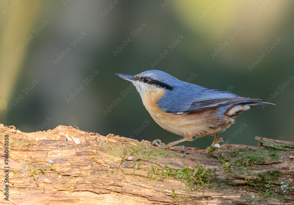 Nuthatch, Sitta europaea, perched on a dead branch Nuthatch, Sitta europaea, perched on a dead branch