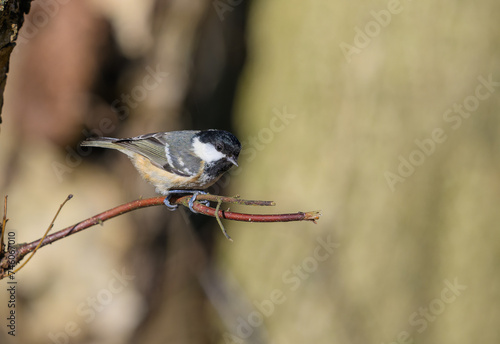 Coal tit, Periparus ater, perched on a twig photo