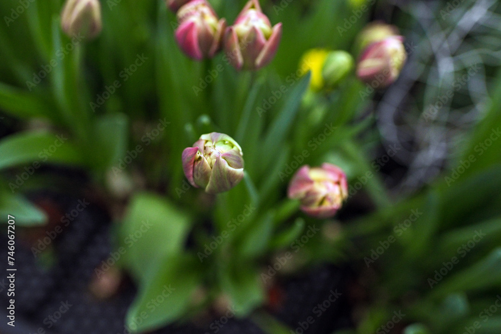 tulips flowers plants farmer women's day bulbs green yellow greenhouse grow garden bloom blooming nature spring flora pink leaf leaves March 8 tulips flowers plants farmer women's day bulbs green yellow greenhouse grow garden bloom blooming nature spring flora pink leaf leaves March 8