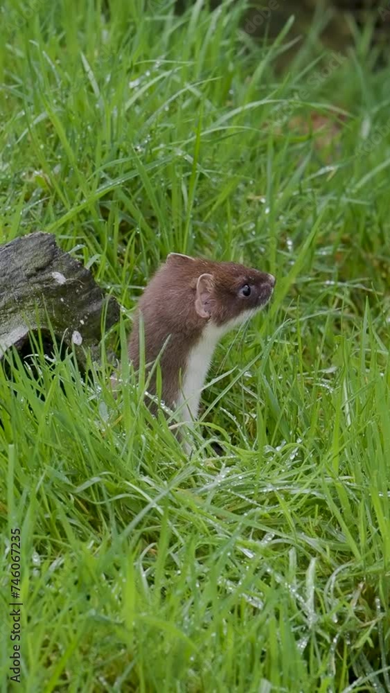 Vertical Video of a Weasel ( Least Weasel) Vertical Video of a Weasel ( Least Weasel)