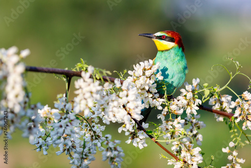 wild colorful bird on a flowering branch