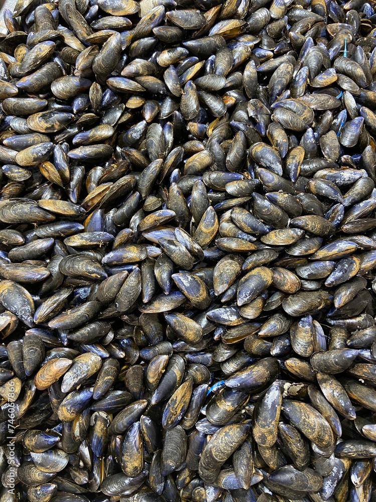 Naklejka premium fruit de mer / moule 