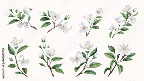 Set of Watercolor white almond blossoms blooming elements. White almond green leaves branch, and stem isolated on darkbackground. Suitable for decorative invitations, posters, or cards