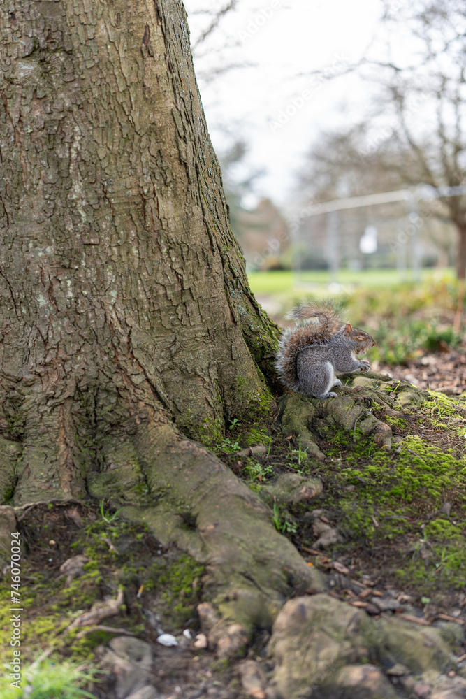 squirrel on a tree squirrel on a tree