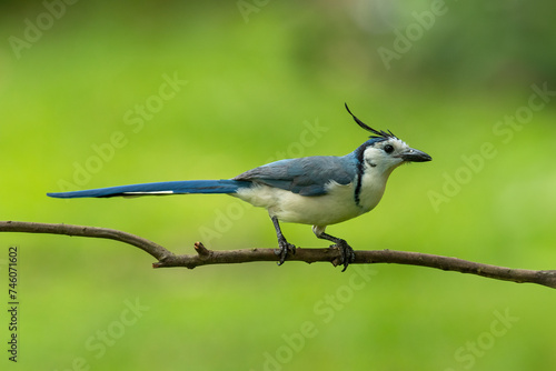 White-throated magpie jay in Costa Rica © Lukas Gogh