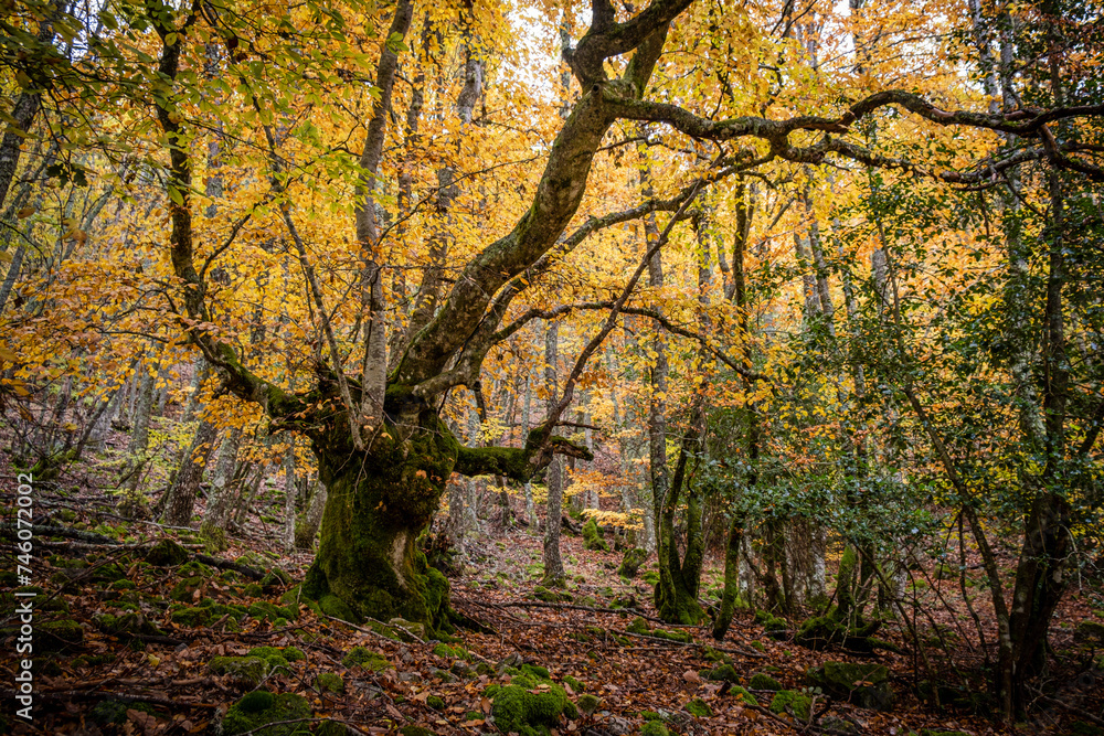 Pardomino Forest, Picos de Europa Regional Park, Boñar, Castilla-Leon, Spain Pardomino Forest, Picos de Europa Regional Park, Boñar, Castilla-Leon, Spain