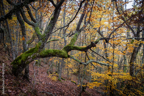 Pardomino Forest  Picos de Europa Regional Park  Bo  ar  Castilla-Leon  Spain