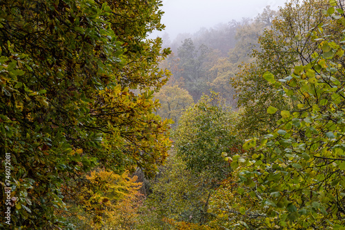 Pardomino Forest, Picos de Europa Regional Park, Boñar, Castilla-Leon, Spain