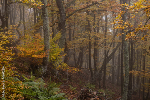 Pardomino Forest, Picos de Europa Regional Park, Boñar, Castilla-Leon, Spain