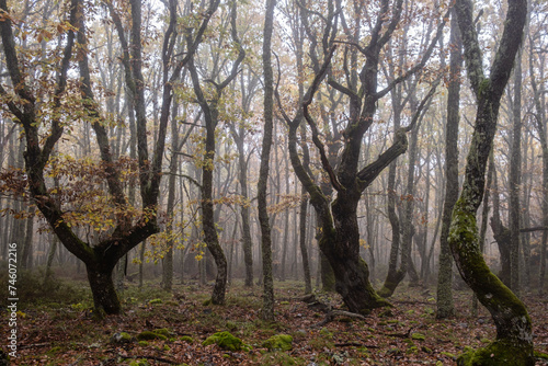Pardomino Forest, Picos de Europa Regional Park, Boñar, Castilla-Leon, Spain