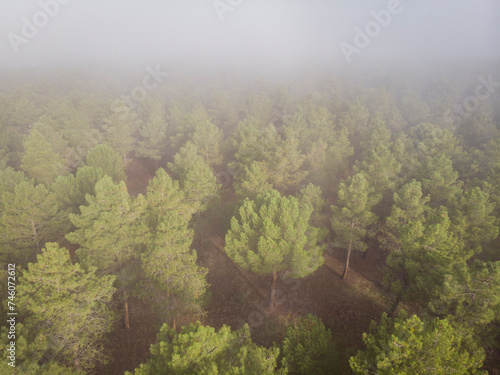 resin extraction in a Pinus pinaster forest, Montes de Coca, Segovia, Spain photo