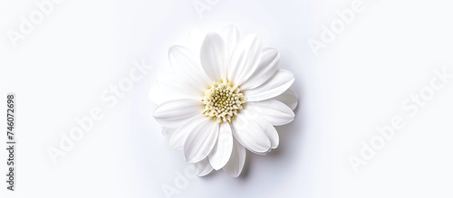 A white Spanish daisy flower with a vibrant yellow center is centered on a clean white backdrop. The delicate petals of the flower contrast beautifully with the bright yellow center, creating a