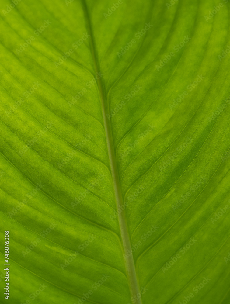 Background of green leaf close up . Background of green leaf close up .