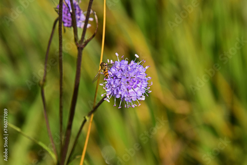 Schwebfliege auf Teufelsabbiss photo