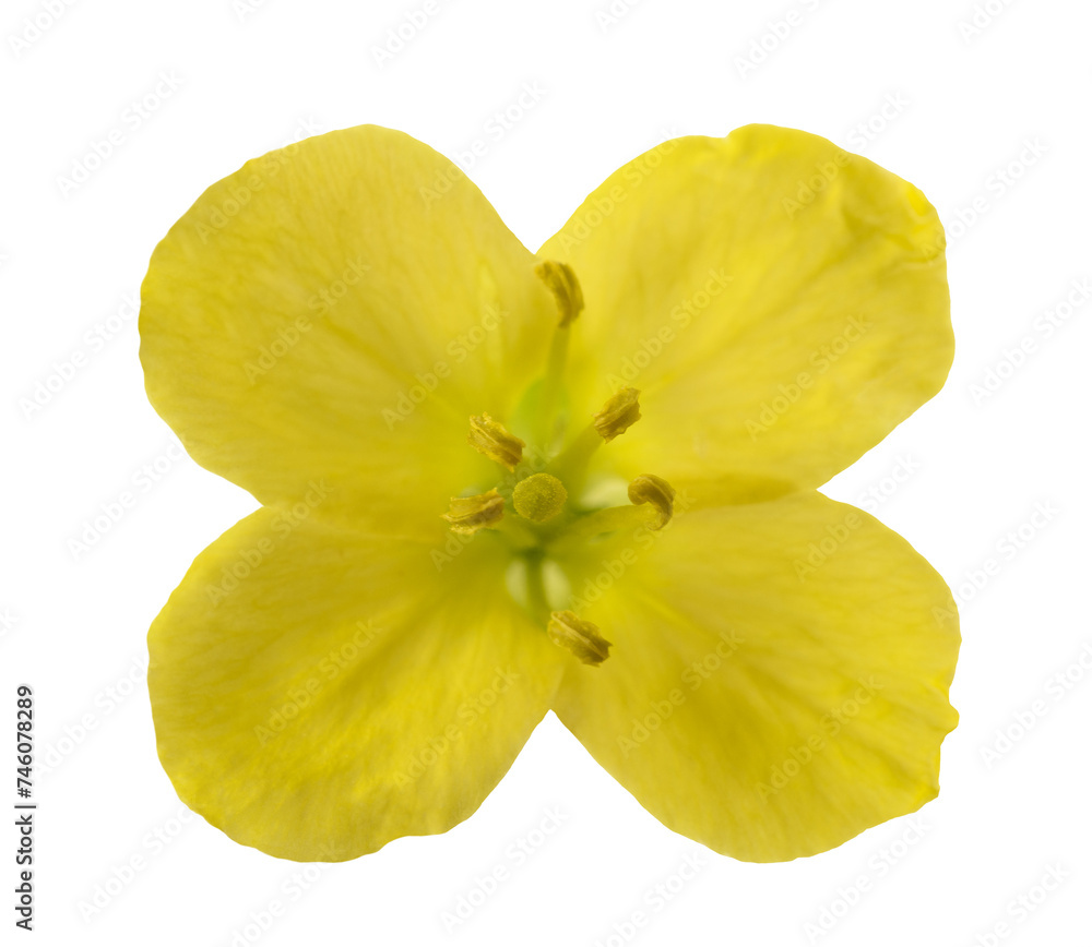 Fresh arugula flower Fresh arugula flower