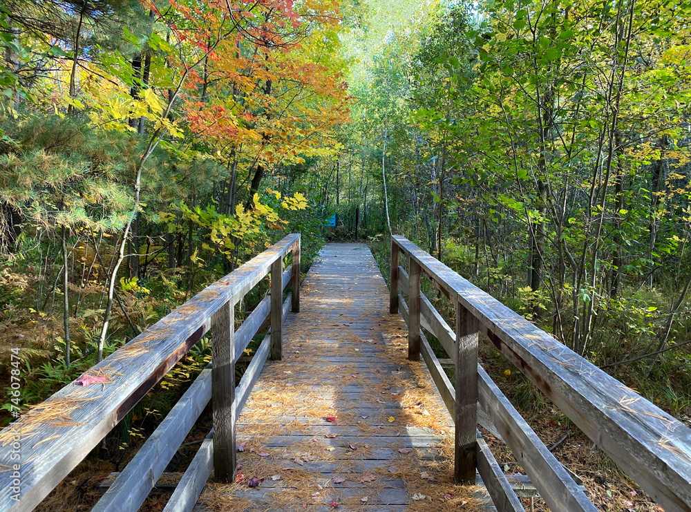 Wooden bridge in the woods. Path in autumn forest. Boardwalk in a nature park. Bridge among the colored trees. Footpath among the colorful leaves.