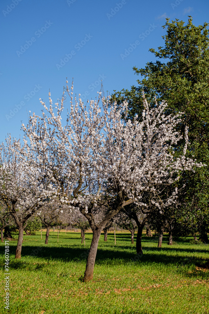 flowering almond tree, Bunyola, Mallorca, Balearic Islands, Spain flowering almond tree, Bunyola, Mallorca, Balearic Islands, Spain