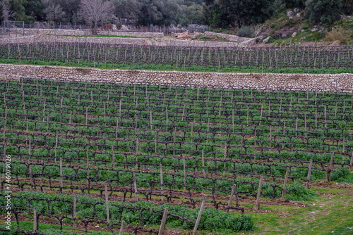 Mortix vineyards, Escorca, Mallorca, Balearic Islands, Spain