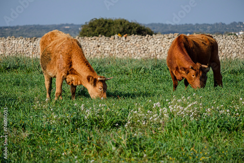 Menorcan breed cows grazing, Alaior, Menorca, Balearic Islands, Spain photo