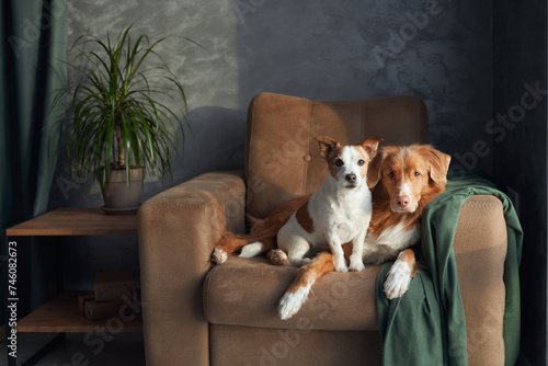 Two dogs relax on a tan sofa, a moment of friendship captured indoors. A brown and white Jack Russell Terrier stands alert while a serene Nova Scotia Duck Tolling Retriever leans gently against it