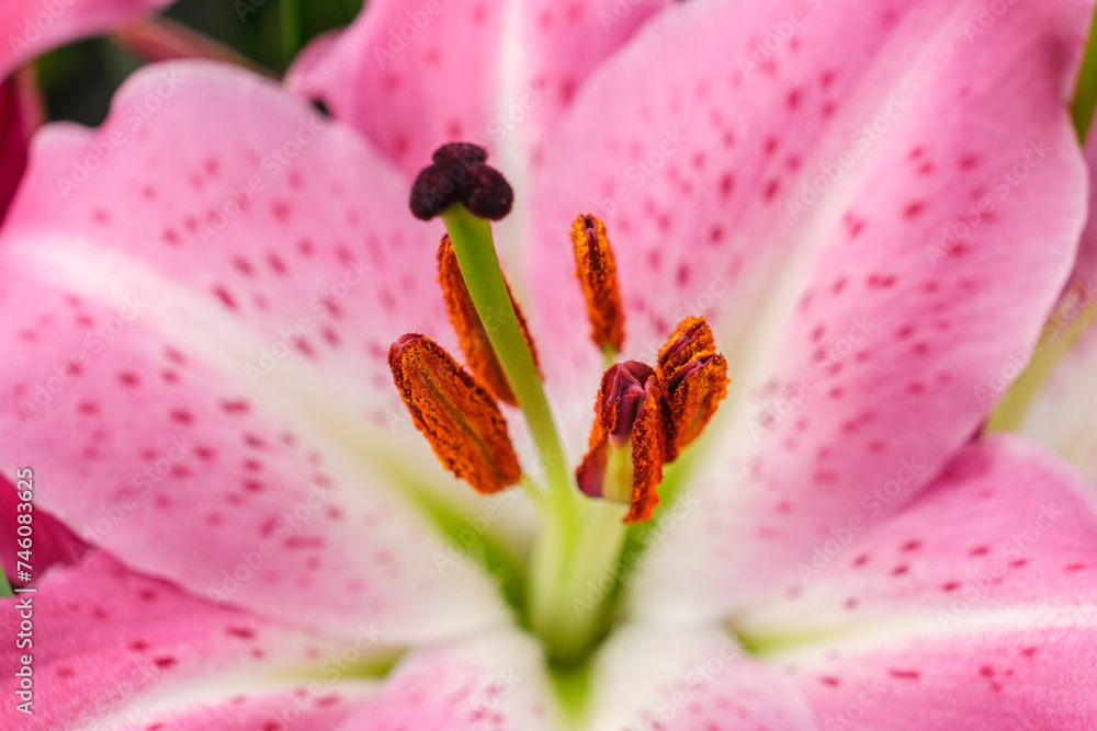 Lilium Stargazer, Mallorca, Balearic Islands, Spain Lilium Stargazer, Mallorca, Balearic Islands, Spain