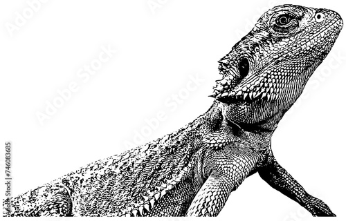 bearded dragon lizard sketch, in black, isolated 