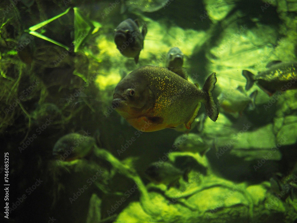 Piranha. Sea piranhas in a large aquarium. High quality photo Piranha. Sea piranhas in a large aquarium. High quality photo