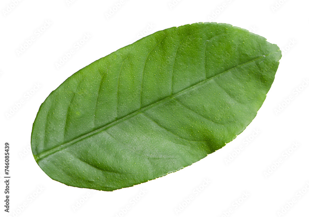 Obraz premium Green leaf of lemon tree isolated on white