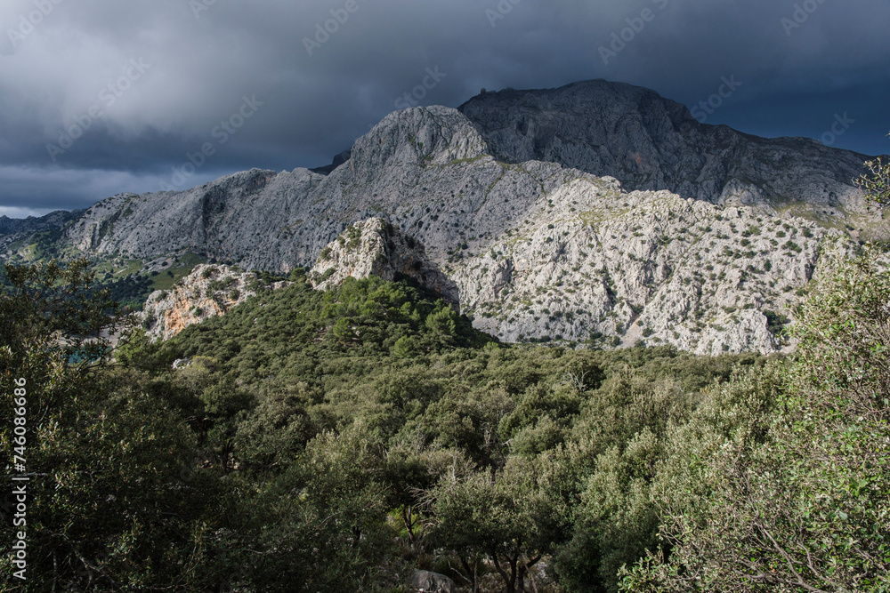 forest in front of Puig Major, Escorca, Mallorca, Balearic Islands, Spain
