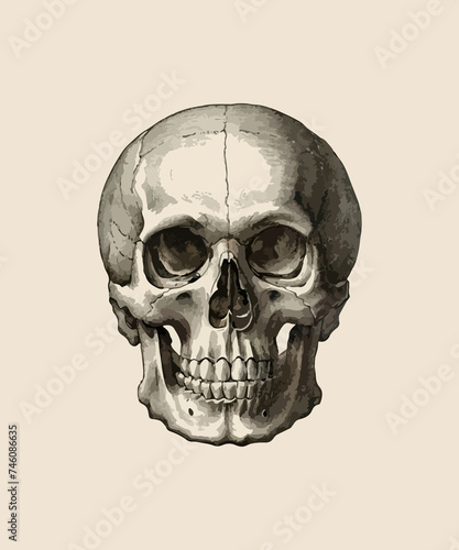 Wallpaper Mural skelton vector  Torontodigital.ca