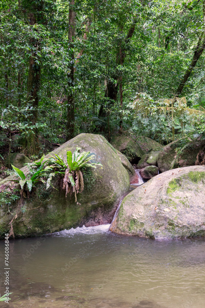 Bushwalking along the Mossman River in Mossman Gorge, Daintree National Park, Queensland, Australia Bushwalking along the Mossman River in Mossman Gorge, Daintree National Park, Queensland, Australia