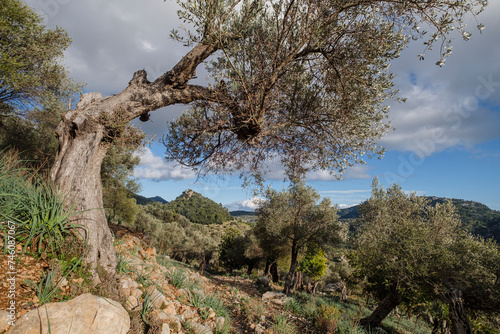 olive grove  Orient valley  Mallorca  Balearic Islands  Spain