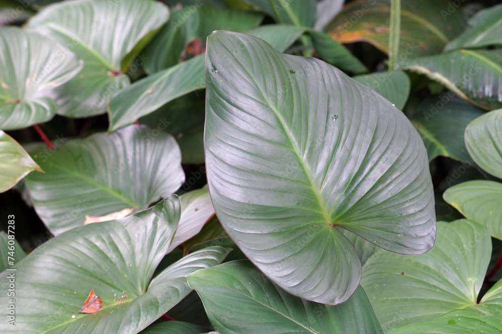 Fototapeta premium Details in a tropical botanic garden in Edge Hill near Cairns, Queensland, Australia