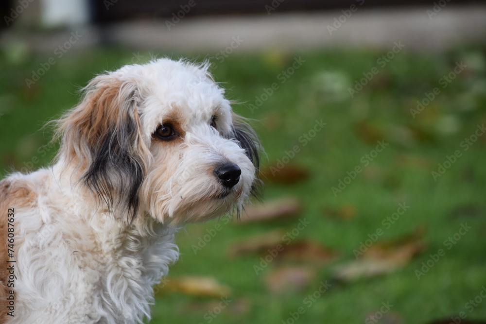 portrait eines weiß-braunen hundes