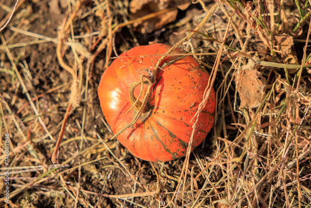 Autumn harvest in the farmer's field. Background with selective focus and copy space Autumn harvest in the farmer's field. Background with selective focus and copy space