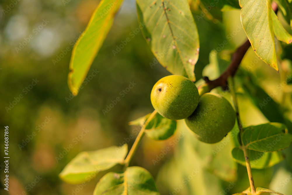 Walnuts on a tree. Background with selective focus and copy space Walnuts on a tree. Background with selective focus and copy space