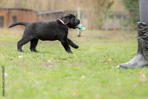 8 week old black Labrador puppy dog is playing with a dummy on a green meadow
