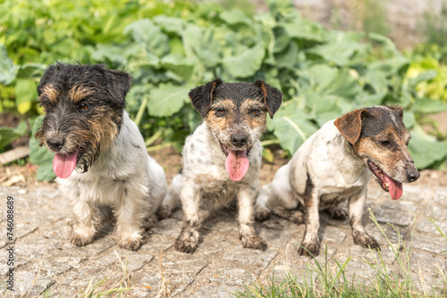 Group of happy dirty small Jack Russell Terrier dogs after walk.