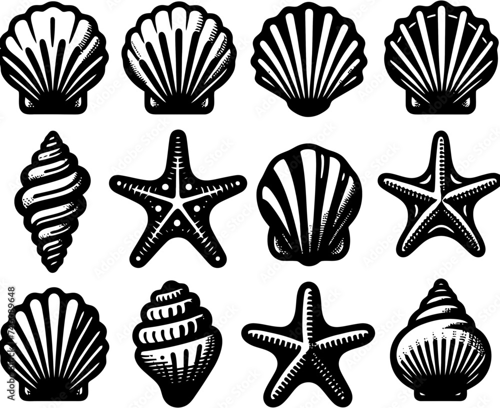 Seashell and Starfish Collection