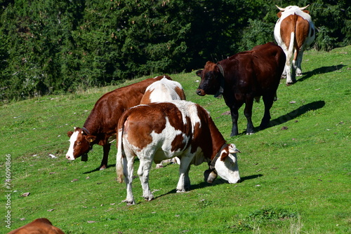kühe und bulle grasen auf einer wiese photo