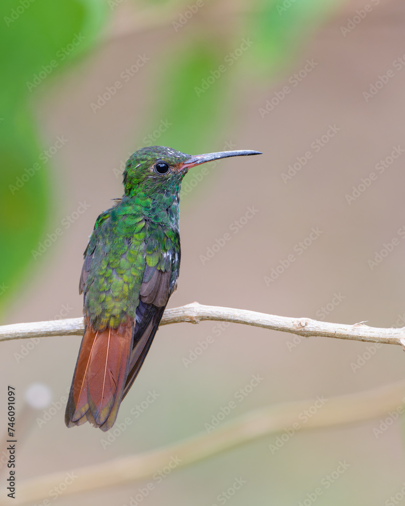 Fototapeta premium Rufous-tailed Hummingbird (Amazilia tzacatl) on a branch.