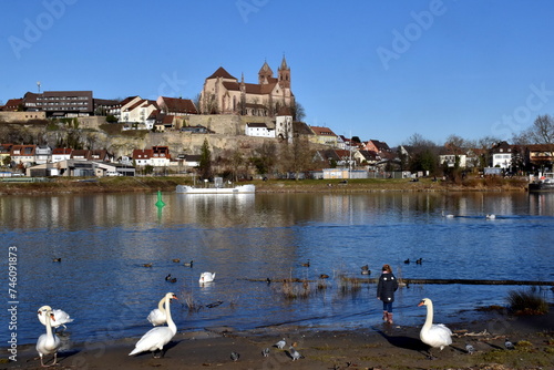 Schwäne am Rheinufer in Breisach
