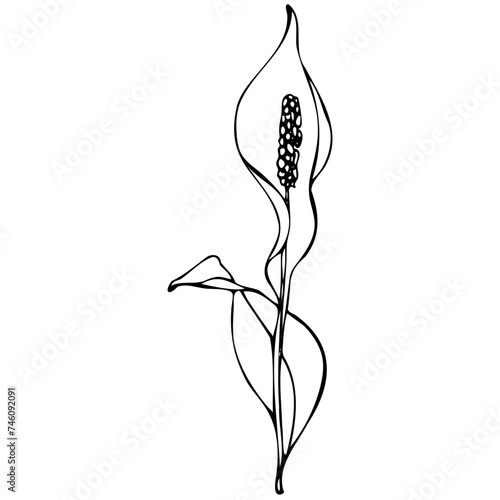 black and white illustration of a florist, flower vector, black and white outline, Calla lily, tattoo, sketch, freehand drawing