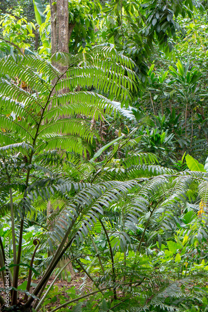 Details in a tropical botanic garden in Edge Hill near Cairns, Queensland, Australia